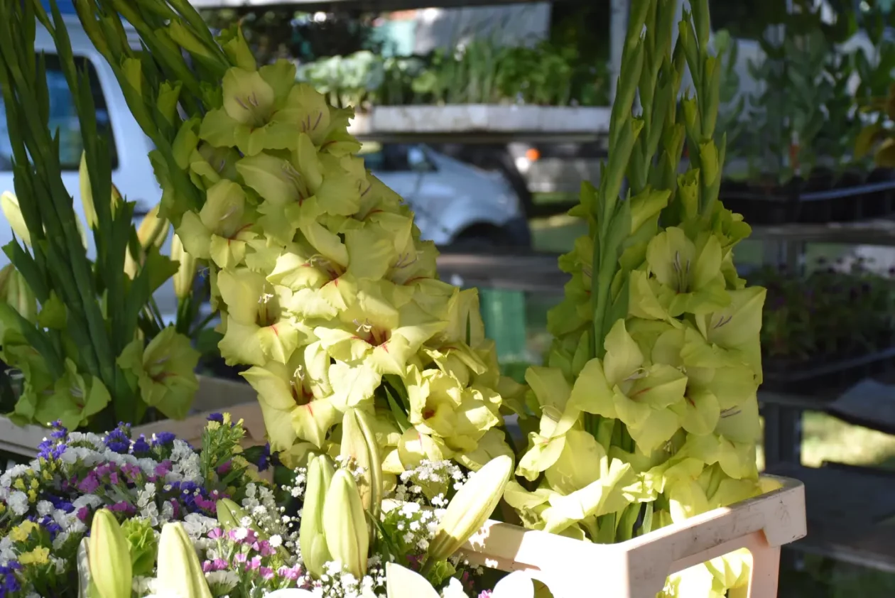 Sajam, 18.6.2025., Čakovec (14) Sajam, 18.6.2025., Čakovec (14)