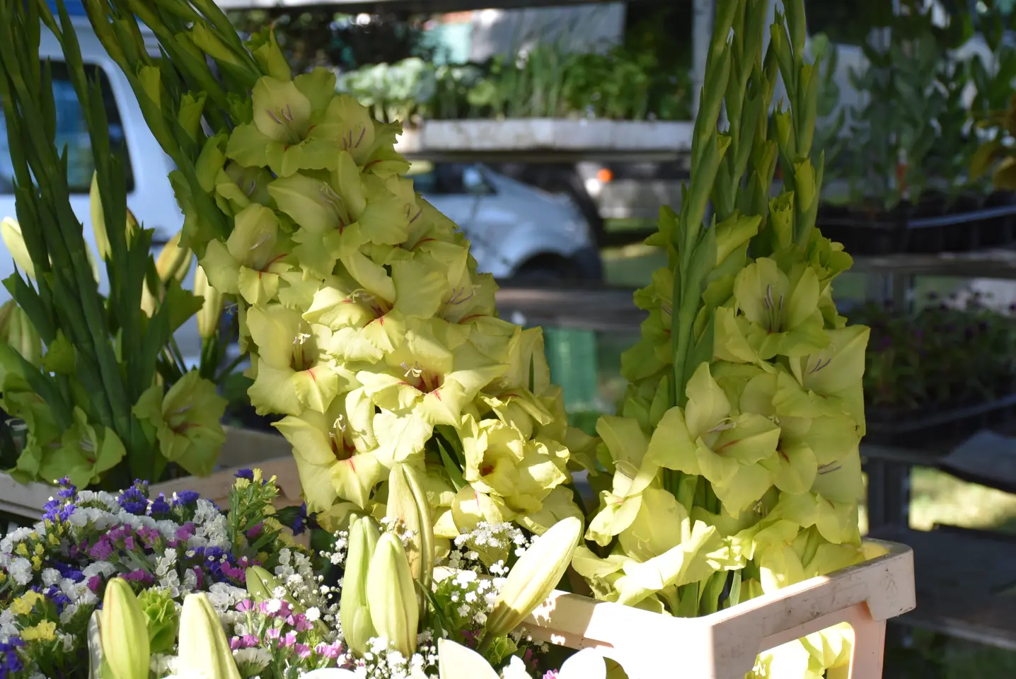 Sajam, 18.6.2025., Čakovec (14)