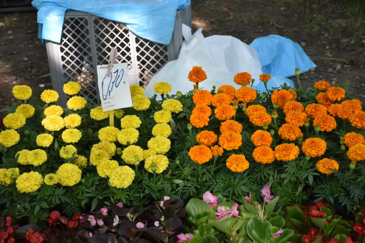 Sajam, 18.6.2025., Čakovec (22) Sajam, 18.6.2025., Čakovec (22)