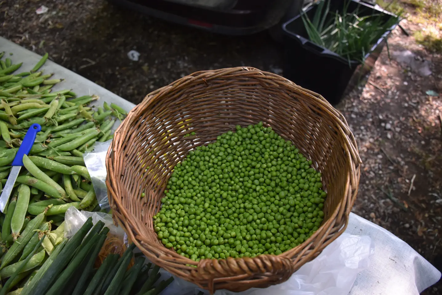 Sajam, 18.6.2025., Čakovec (23)