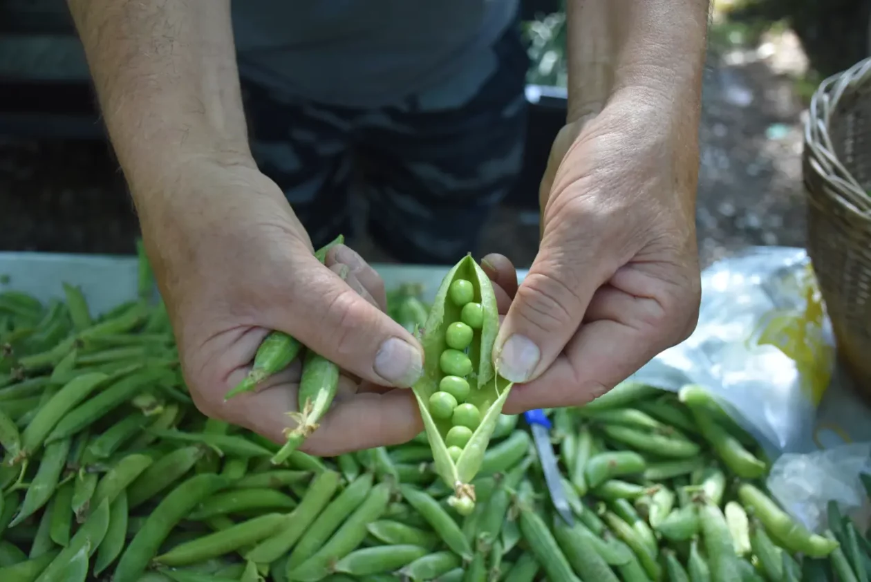 Sajam, 18.6.2025., Čakovec (26) Sajam, 18.6.2025., Čakovec (26)