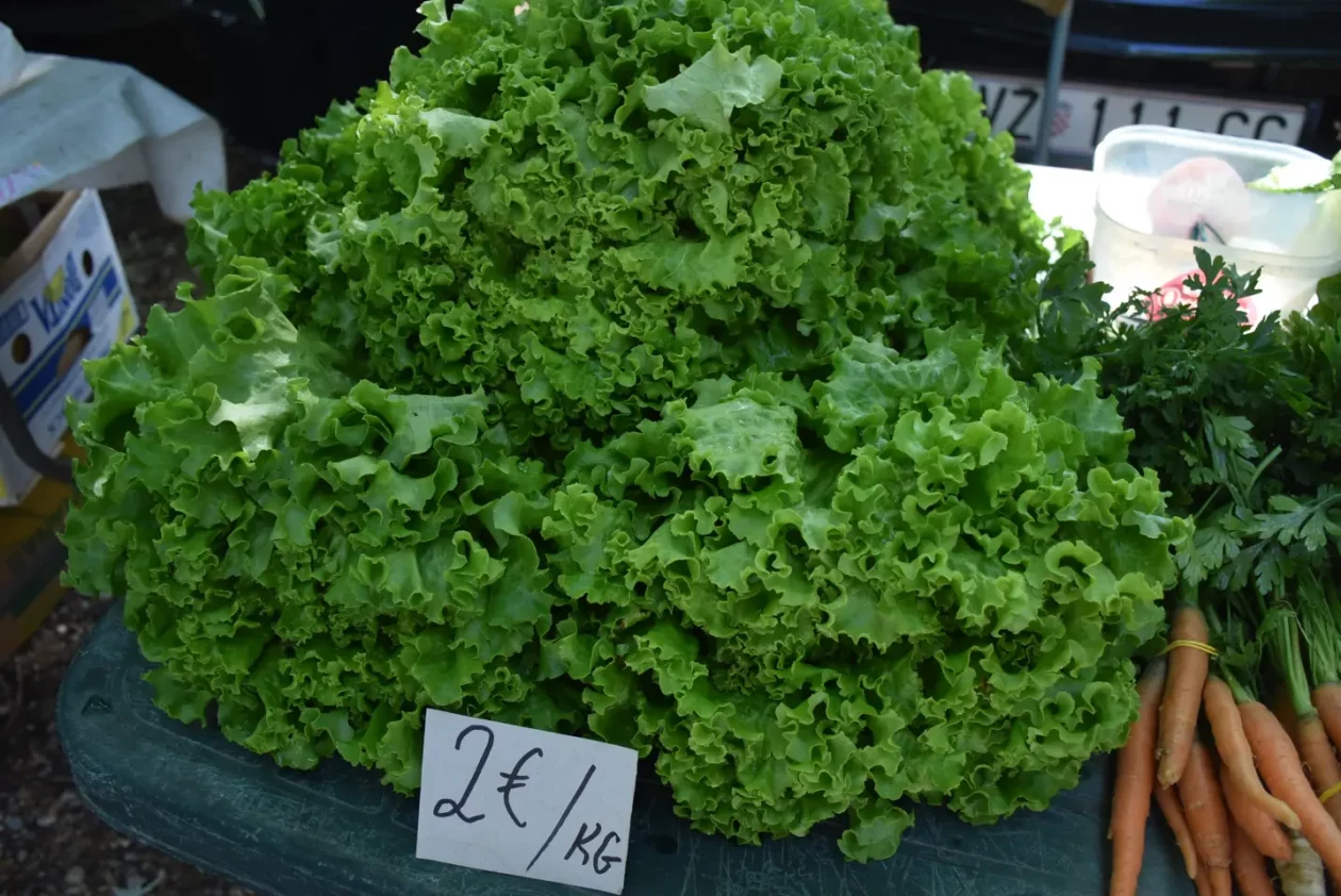 Sajam, 18.6.2025., Čakovec (27) Sajam, 18.6.2025., Čakovec (27)