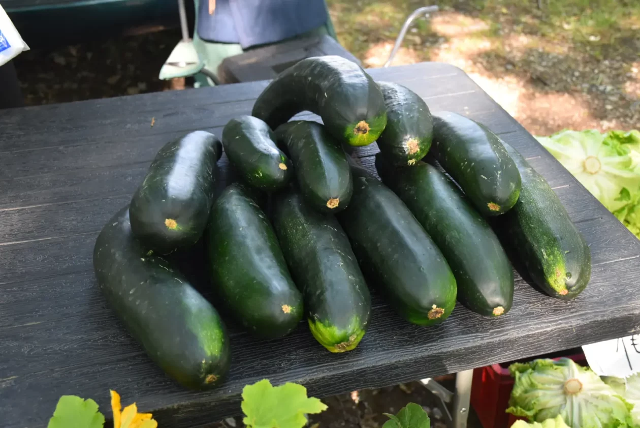 Sajam, 18.6.2025., Čakovec (28) Sajam, 18.6.2025., Čakovec (28)