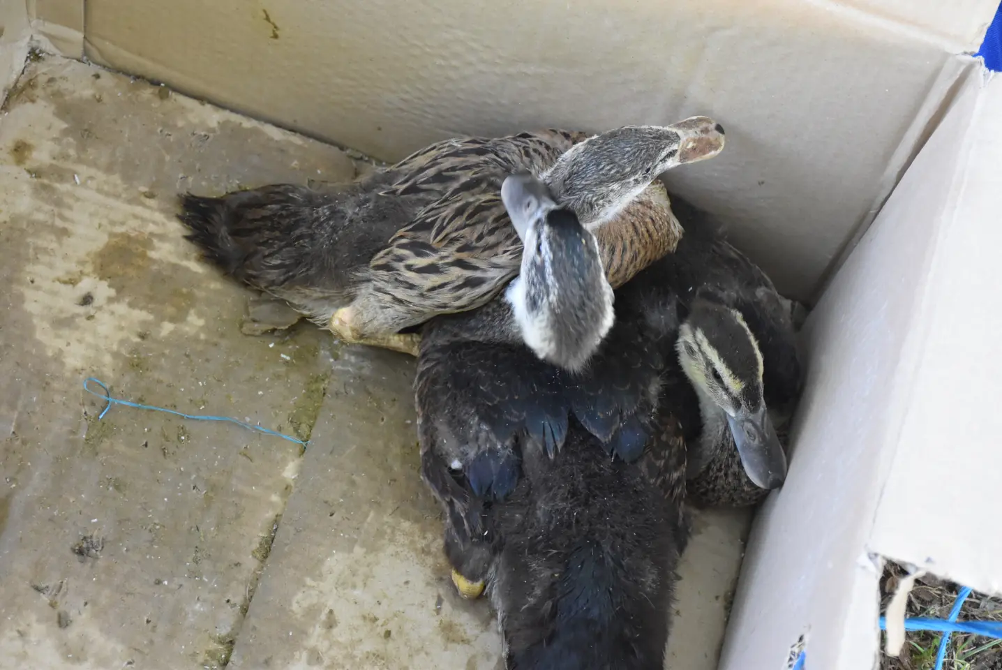 Sajam, 18.6.2025., Čakovec (52)