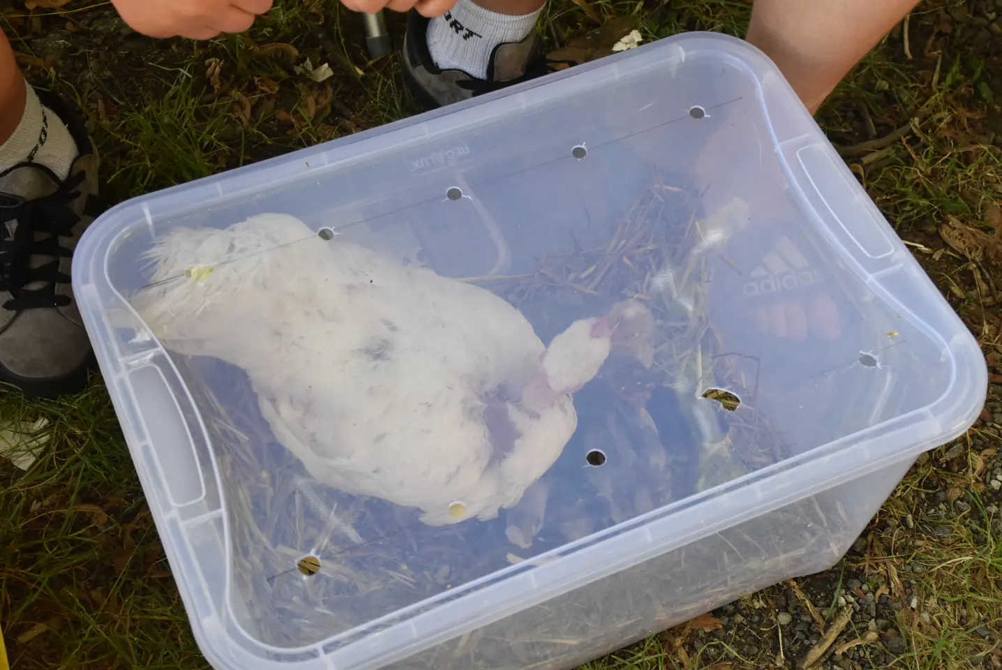 Sajam, 18.6.2025., Čakovec (55)