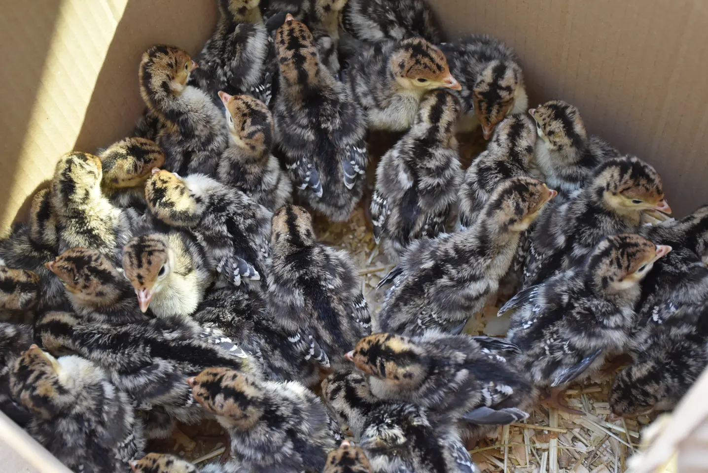 Sajam, 18.6.2025., Čakovec (56)