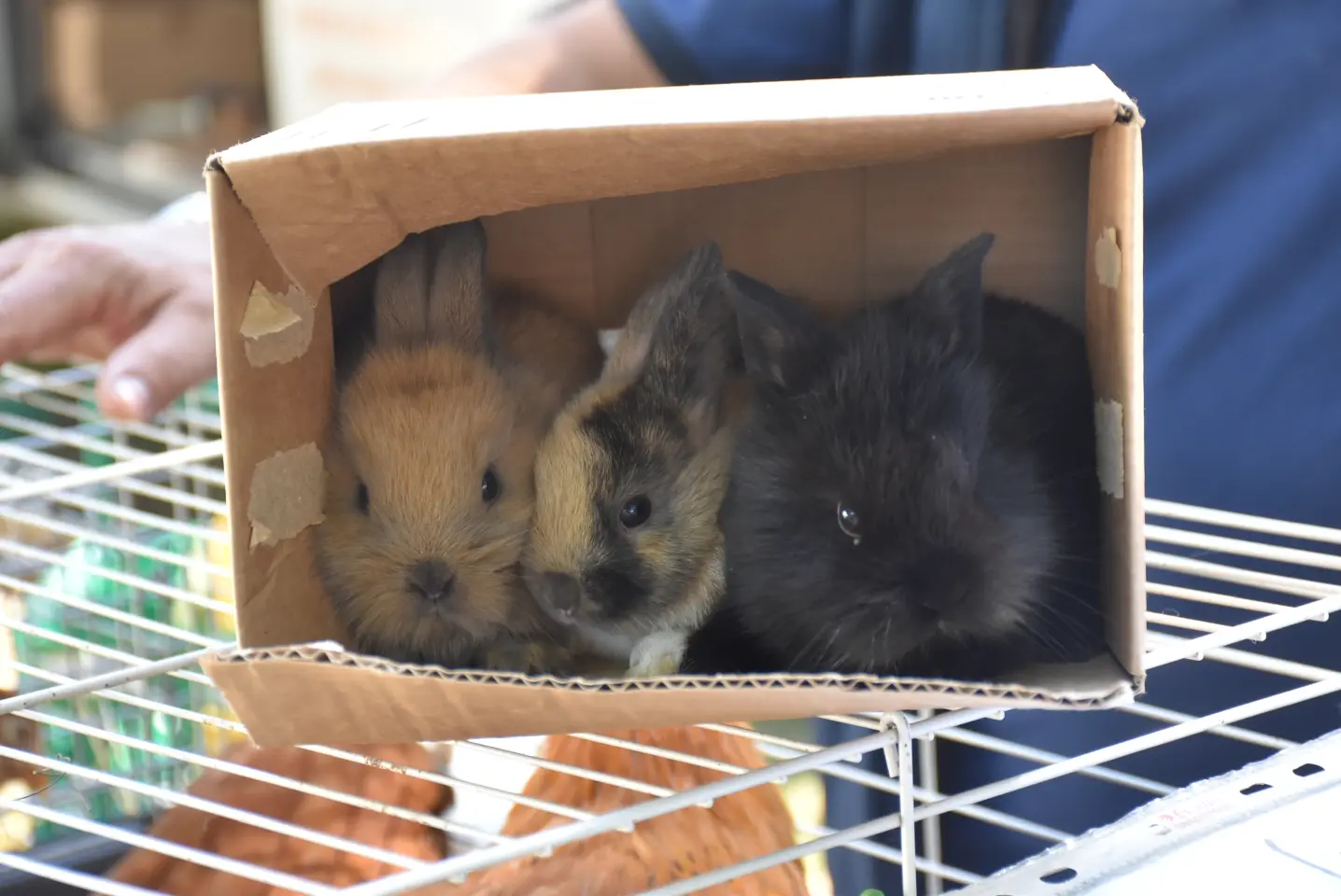 Sajam, 18.6.2025., Čakovec (57)