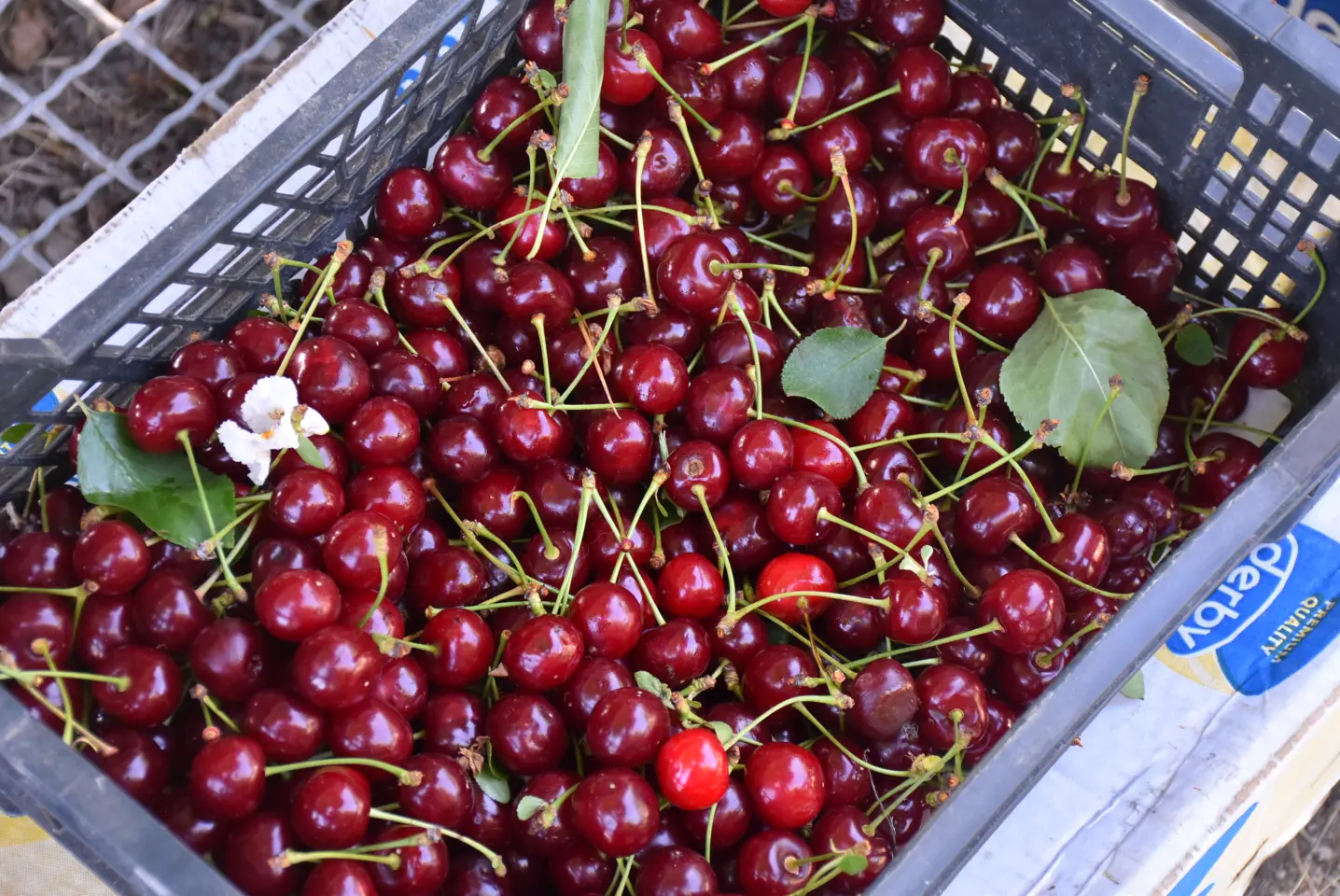 Sajam, 18.6.2025., Čakovec (6)