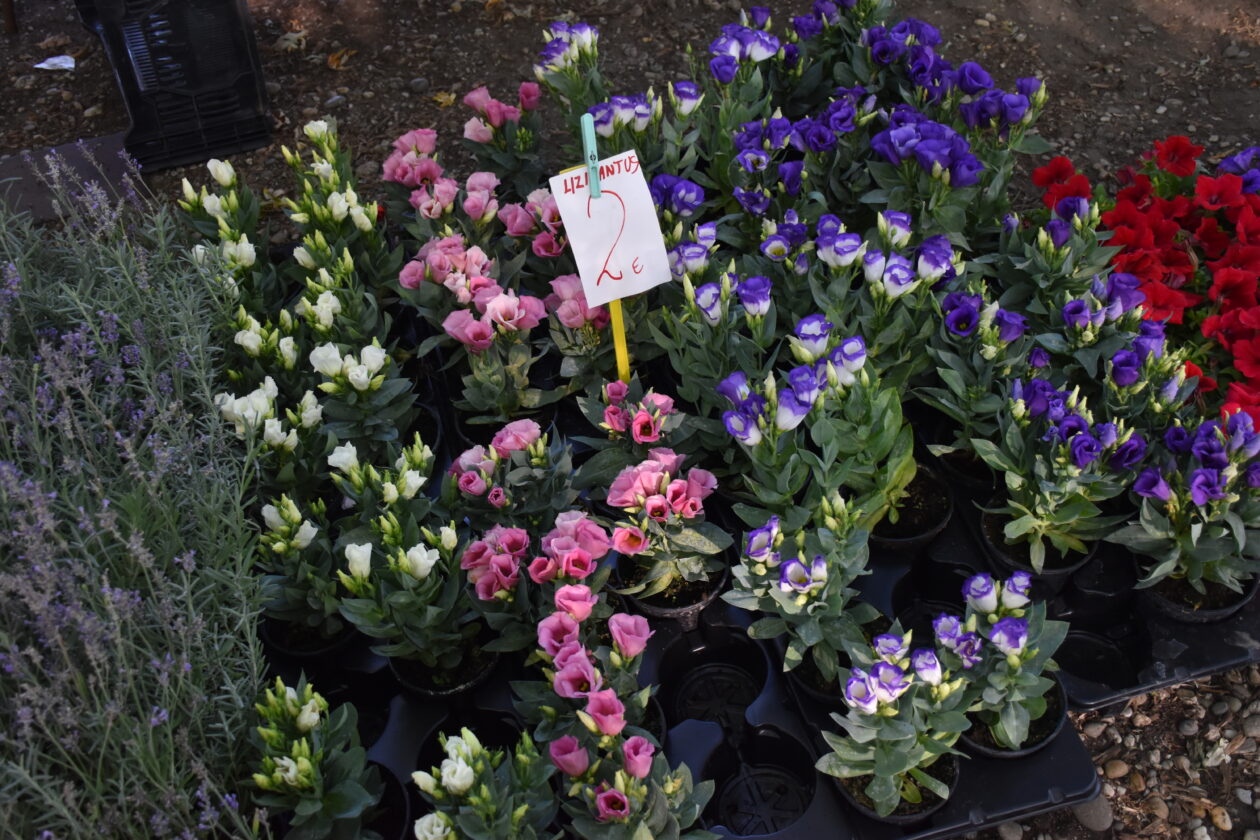 Sajam 2.7.2025. Čakovec (19)