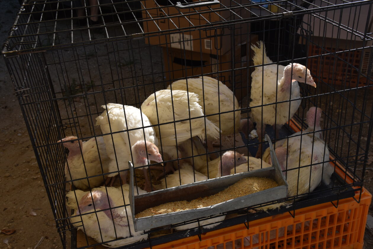 Sajam 2.7.2025. Čakovec (47)