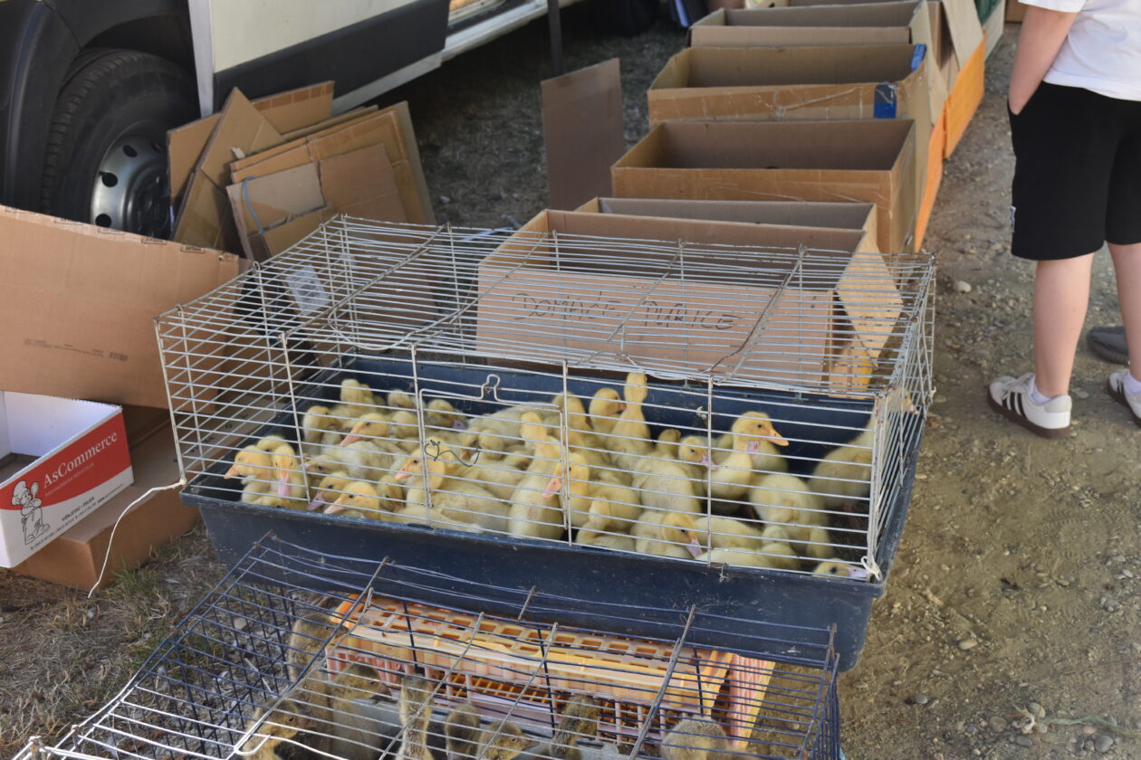 Sajam 2.7.2025. Čakovec (48)