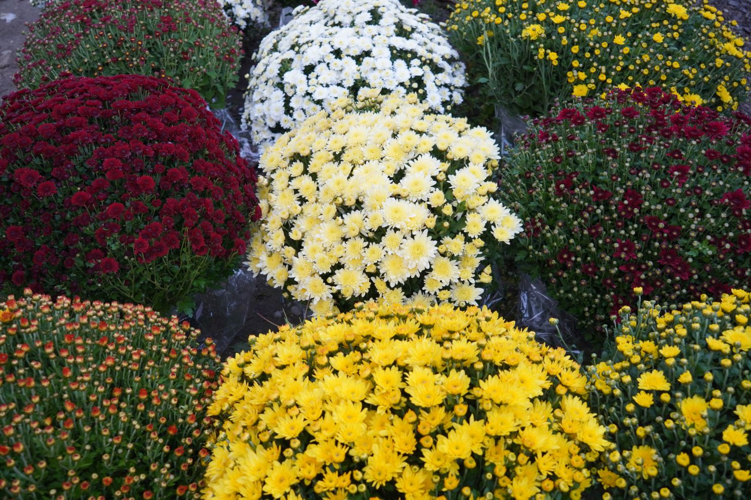 Sajam 22.10.2025 (4)