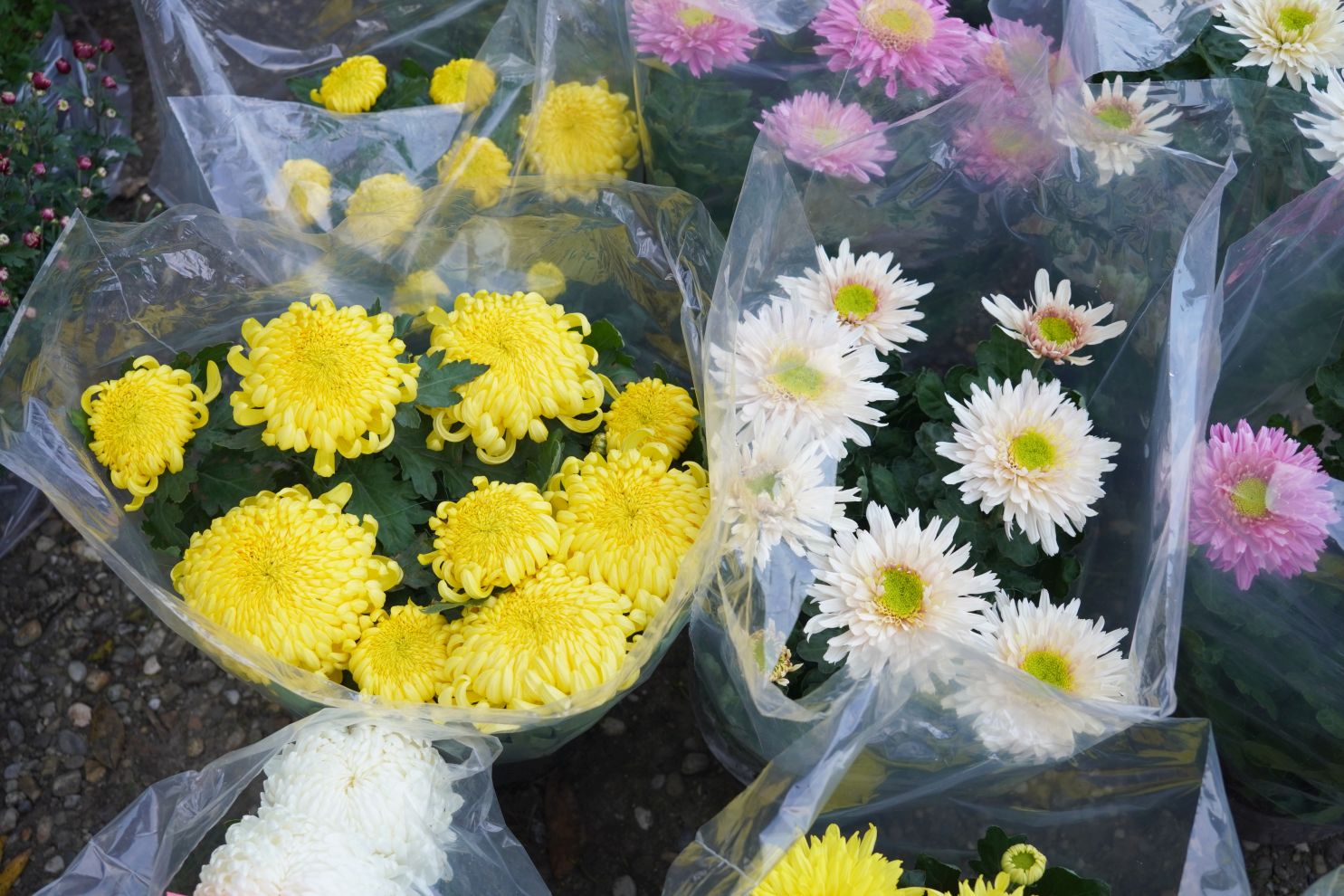 Sajam 22.10.2025 (6)