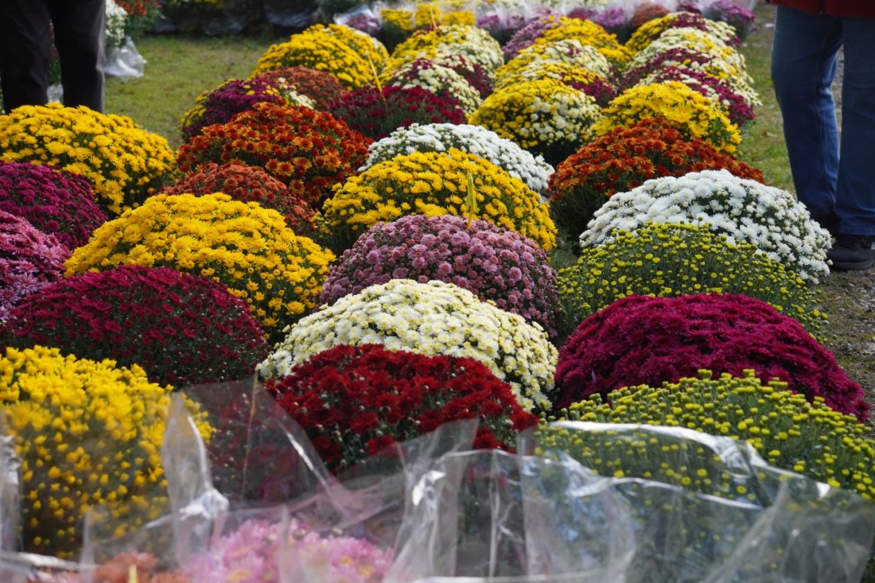 Sajam 22.10.2025 (62)