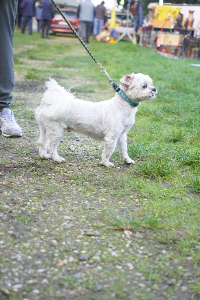 Sajam 22.10.2025 (67)