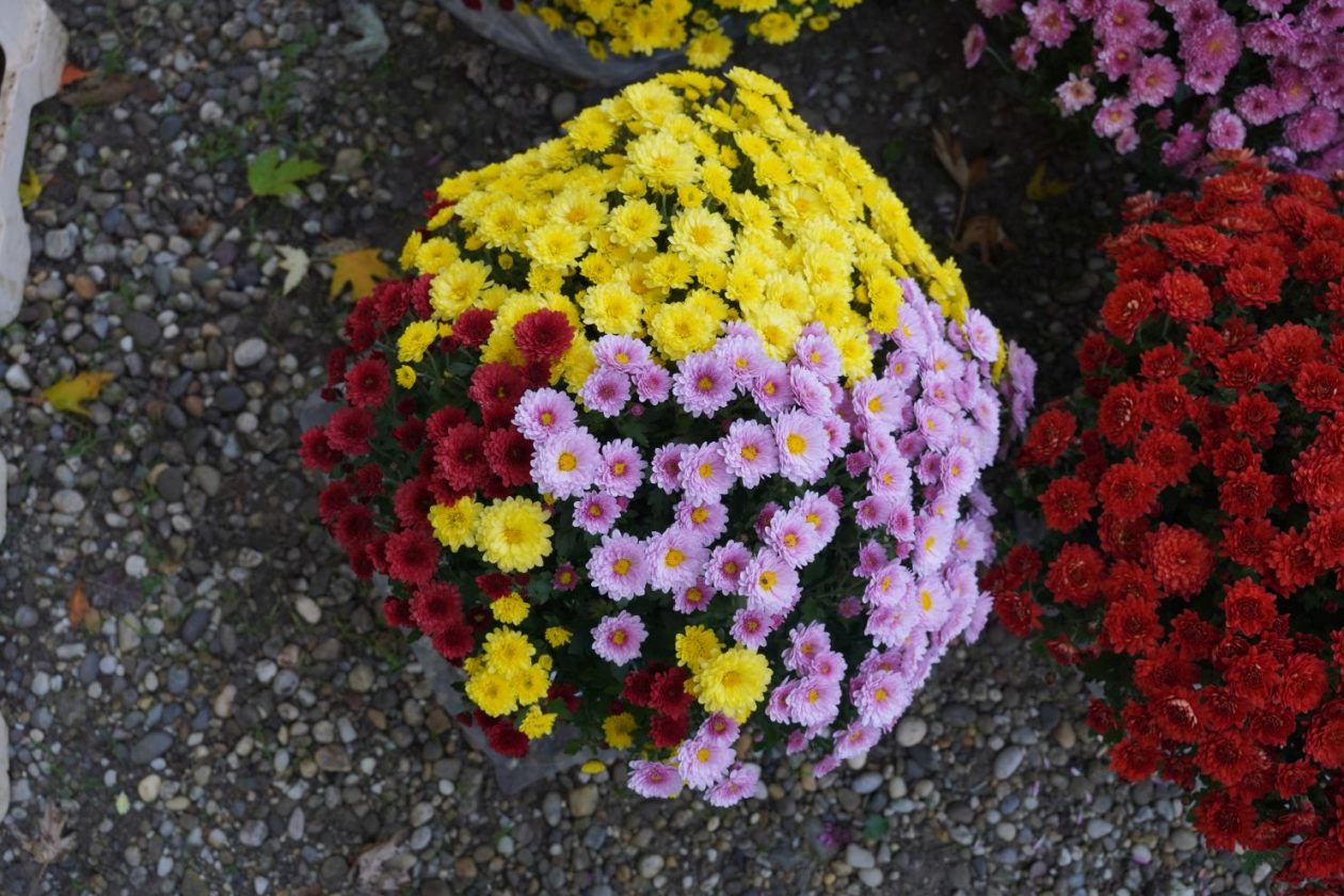 Sajam 22.10.2025 (8)