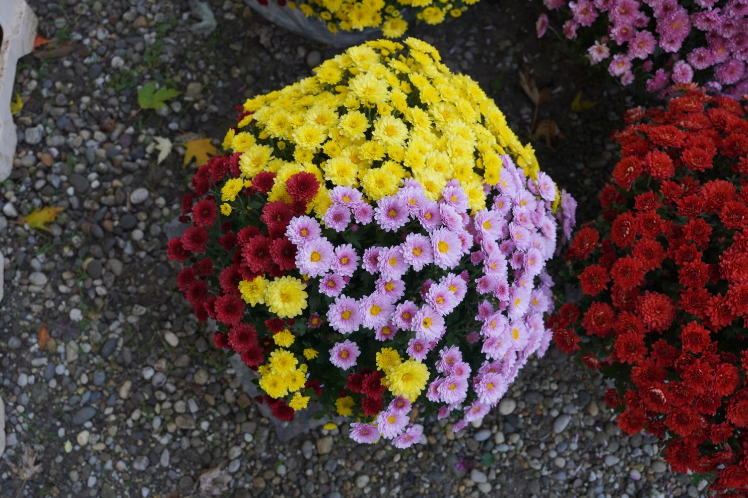 Sajam 22.10.2025 (8)