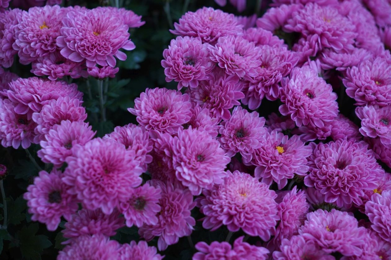 Sajam 22.10.2025 (9)