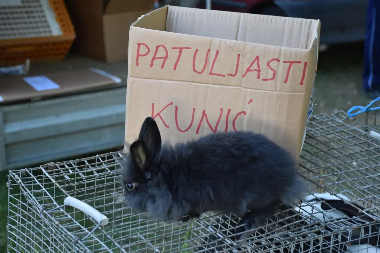 Sajam 27.8.2025., Čakovec (40) Sajam 27.8.2025., Čakovec (40)