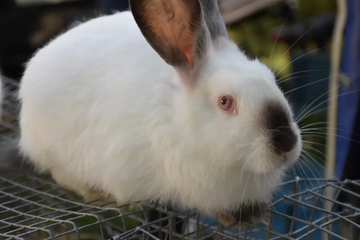 Sajam 27.8.2025., Čakovec (41) Sajam 27.8.2025., Čakovec (41)