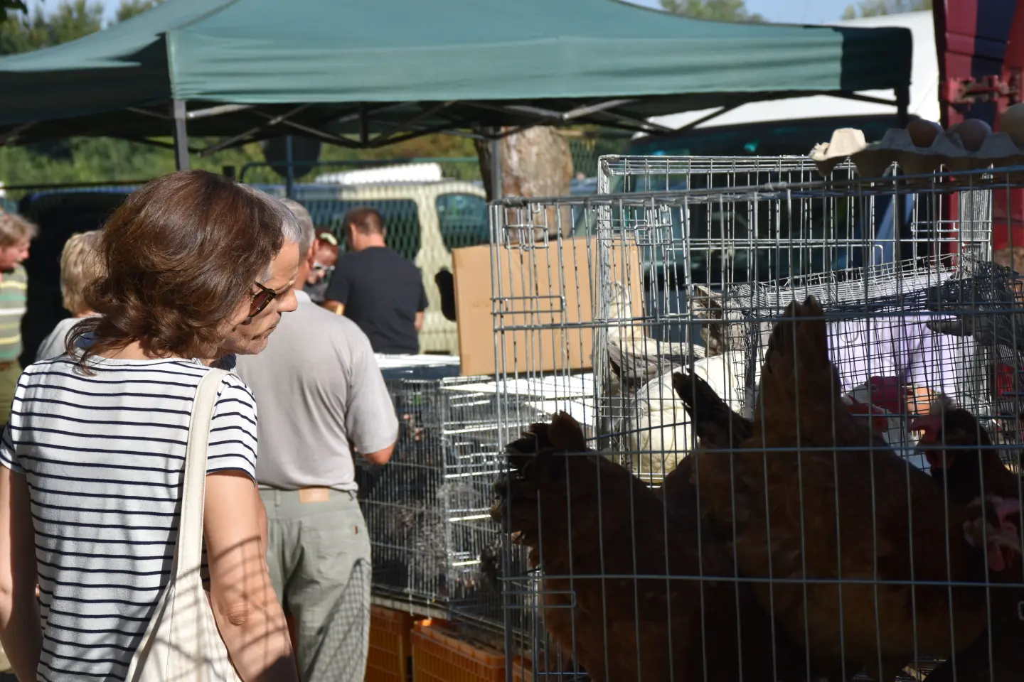 Sajam 27.8.2025., Čakovec (42)