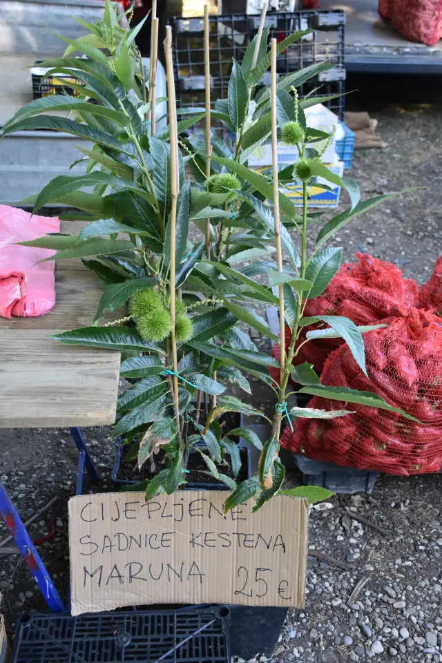 Sajam 27.8.2025., Čakovec (8)