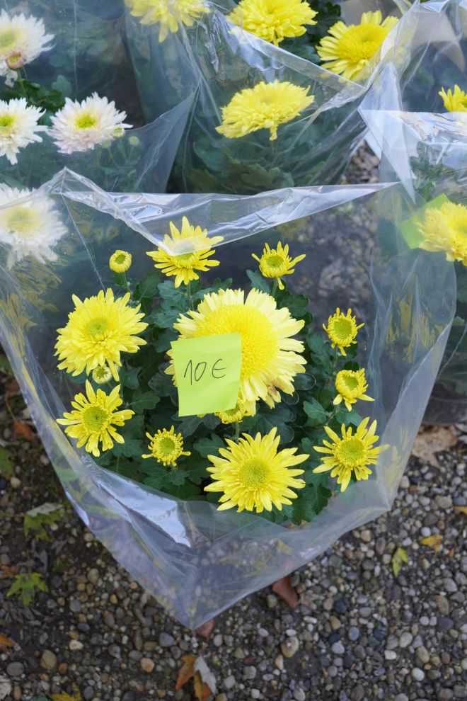 Sajam 29.10.2025 (11)