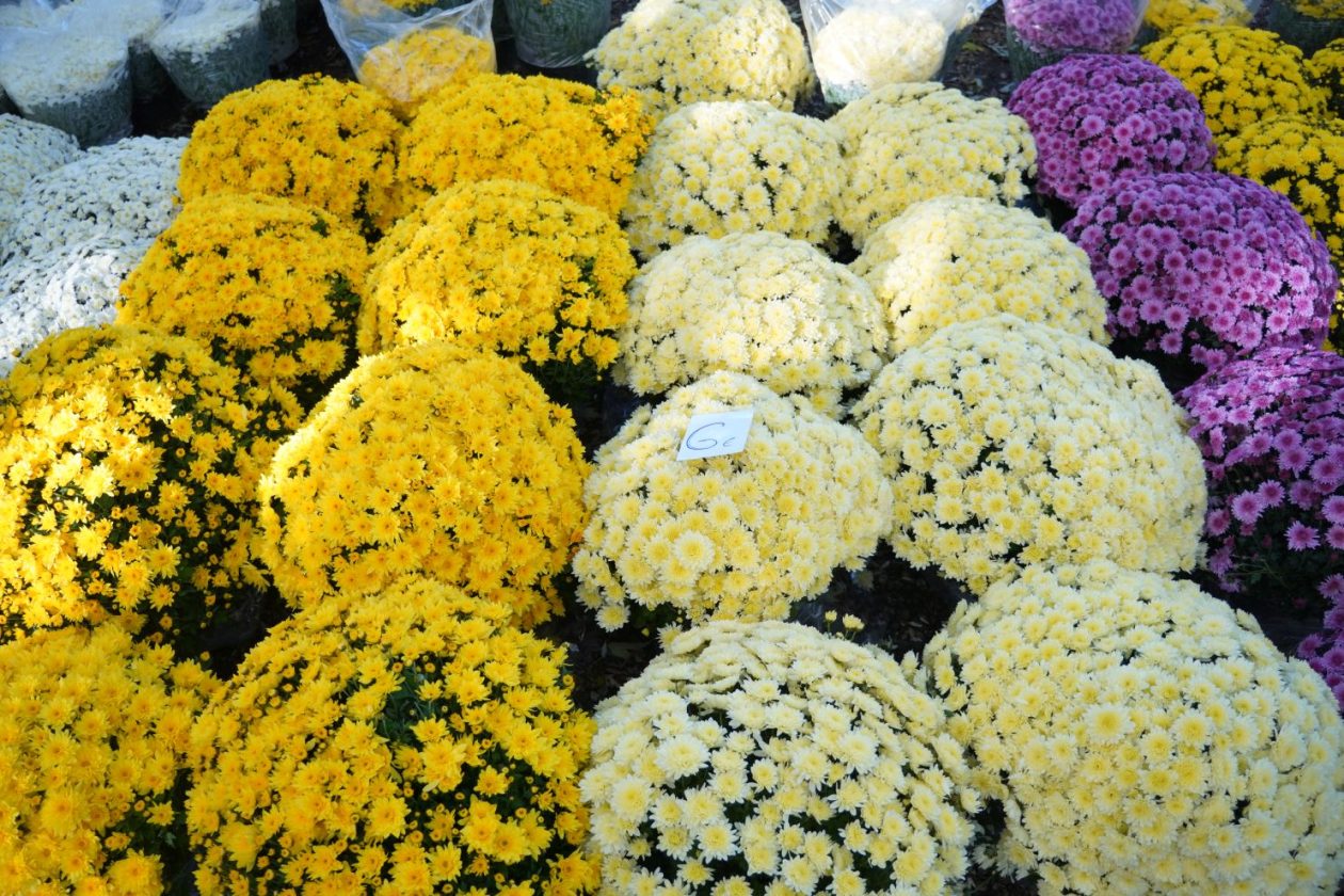 Sajam 29.10.2025 (21)