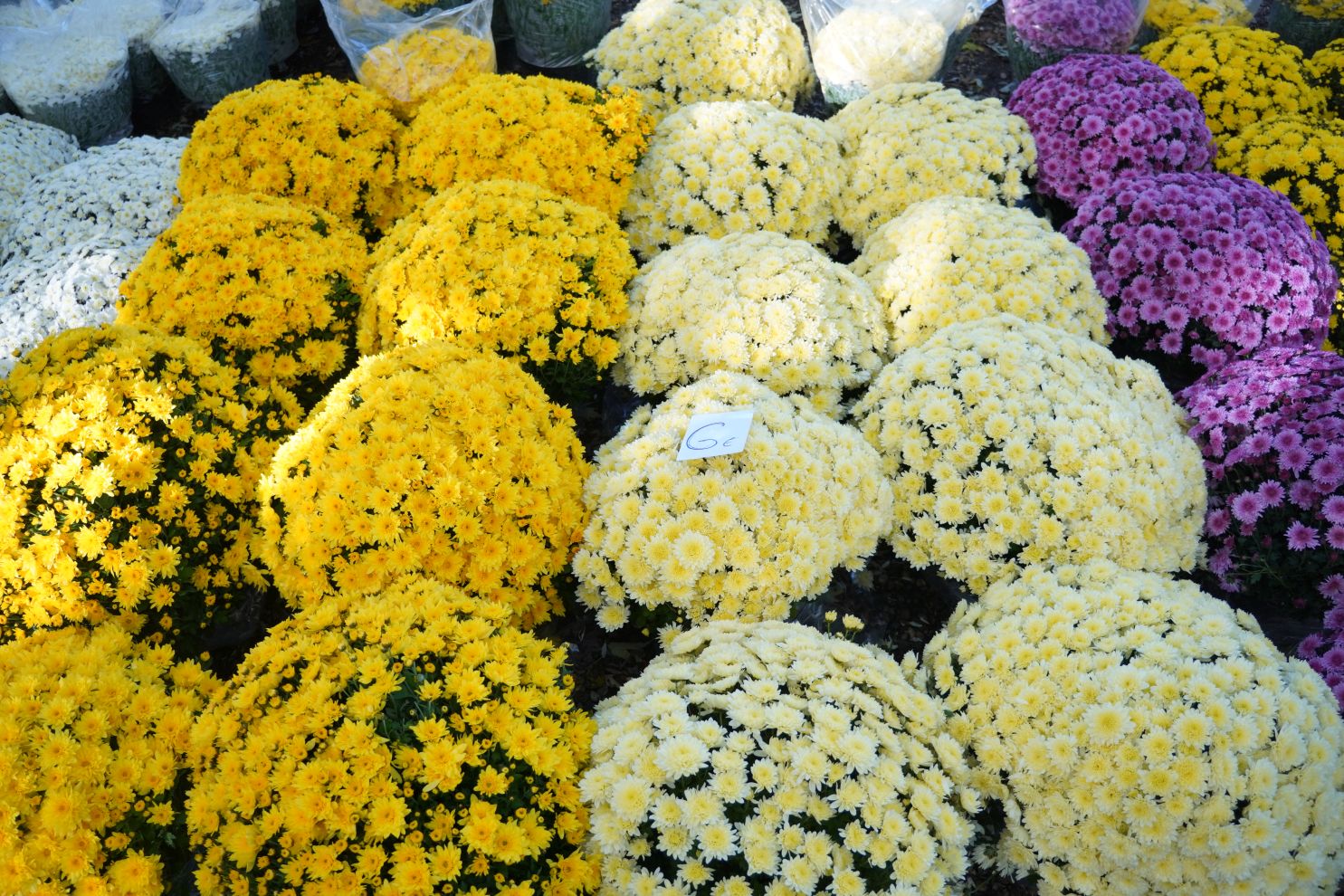 Sajam 29.10.2025 (21)