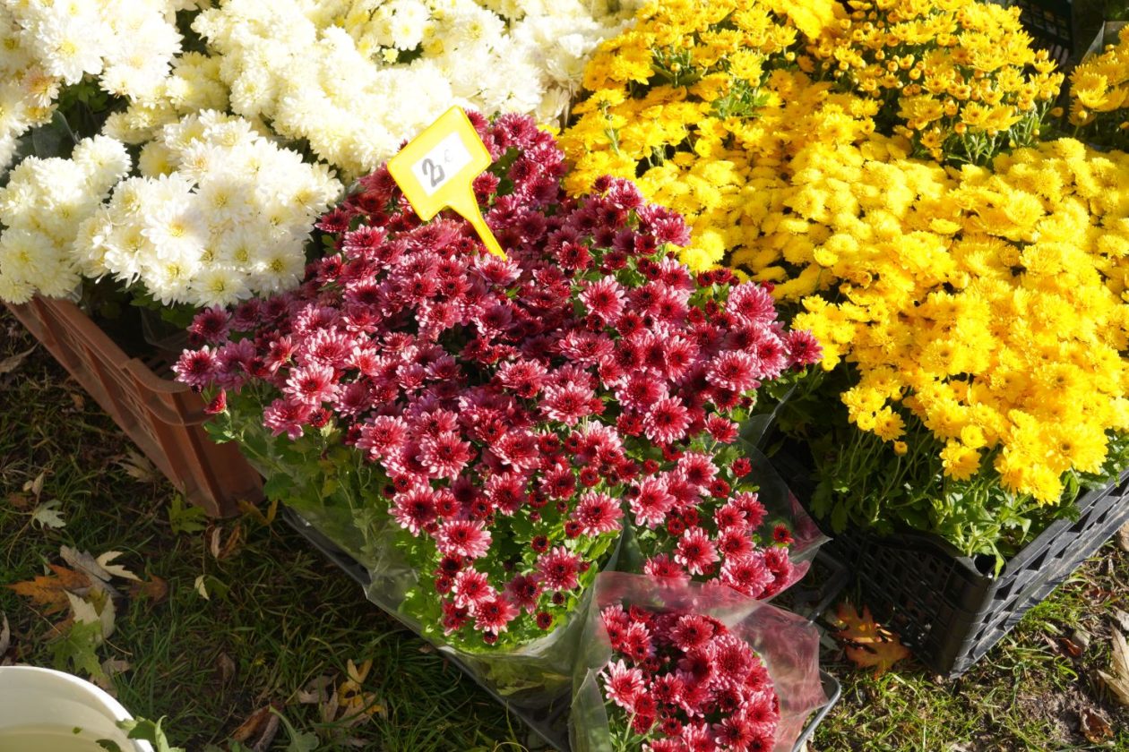 Sajam 29.10.2025 (32)