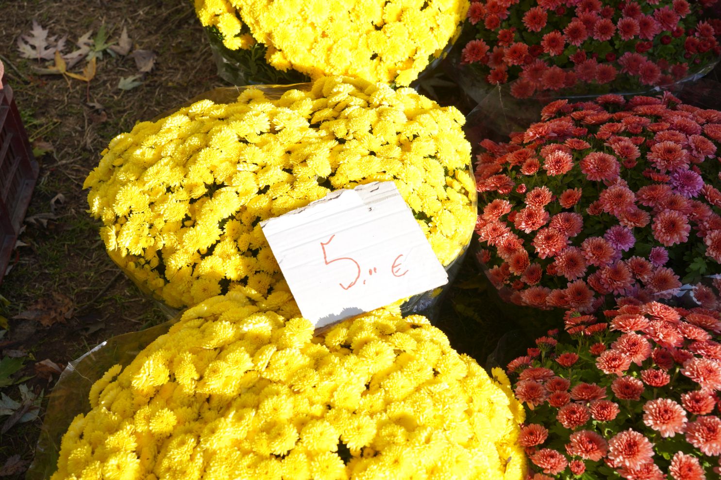 Sajam 29.10.2025 (33)