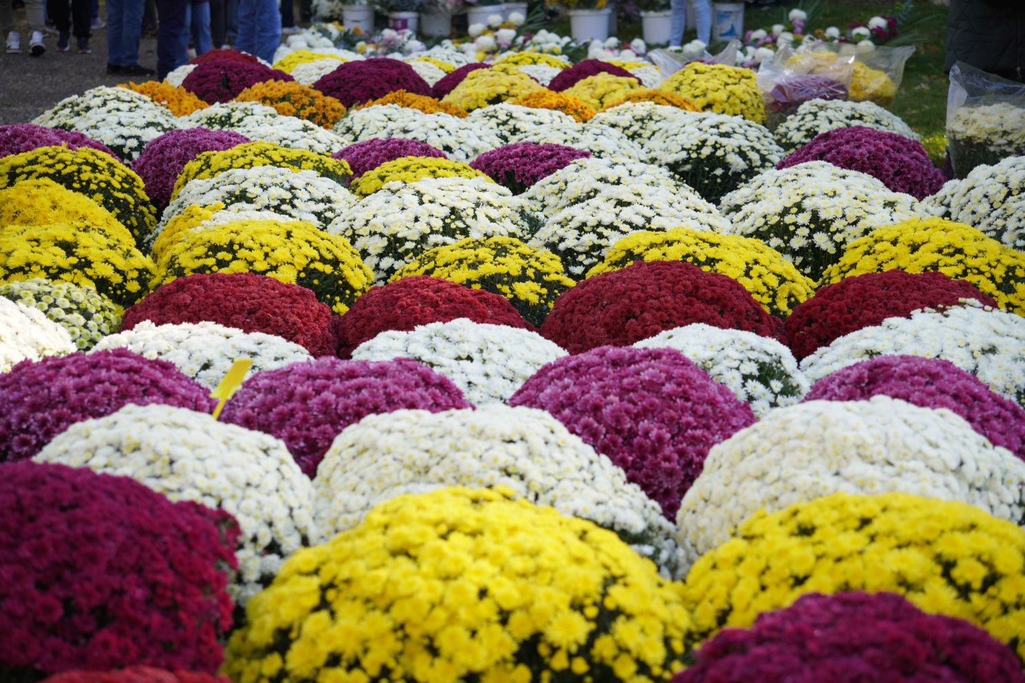 Sajam 29.10.2025 (39)