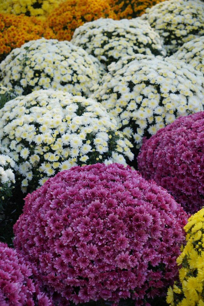 Sajam 29.10.2025 (40)