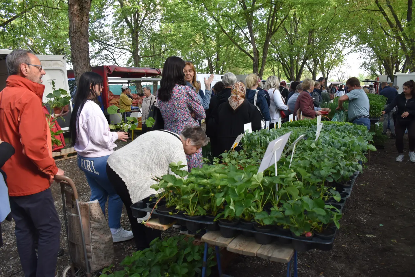 Sajam, 30.4.25., Čakovec (22)