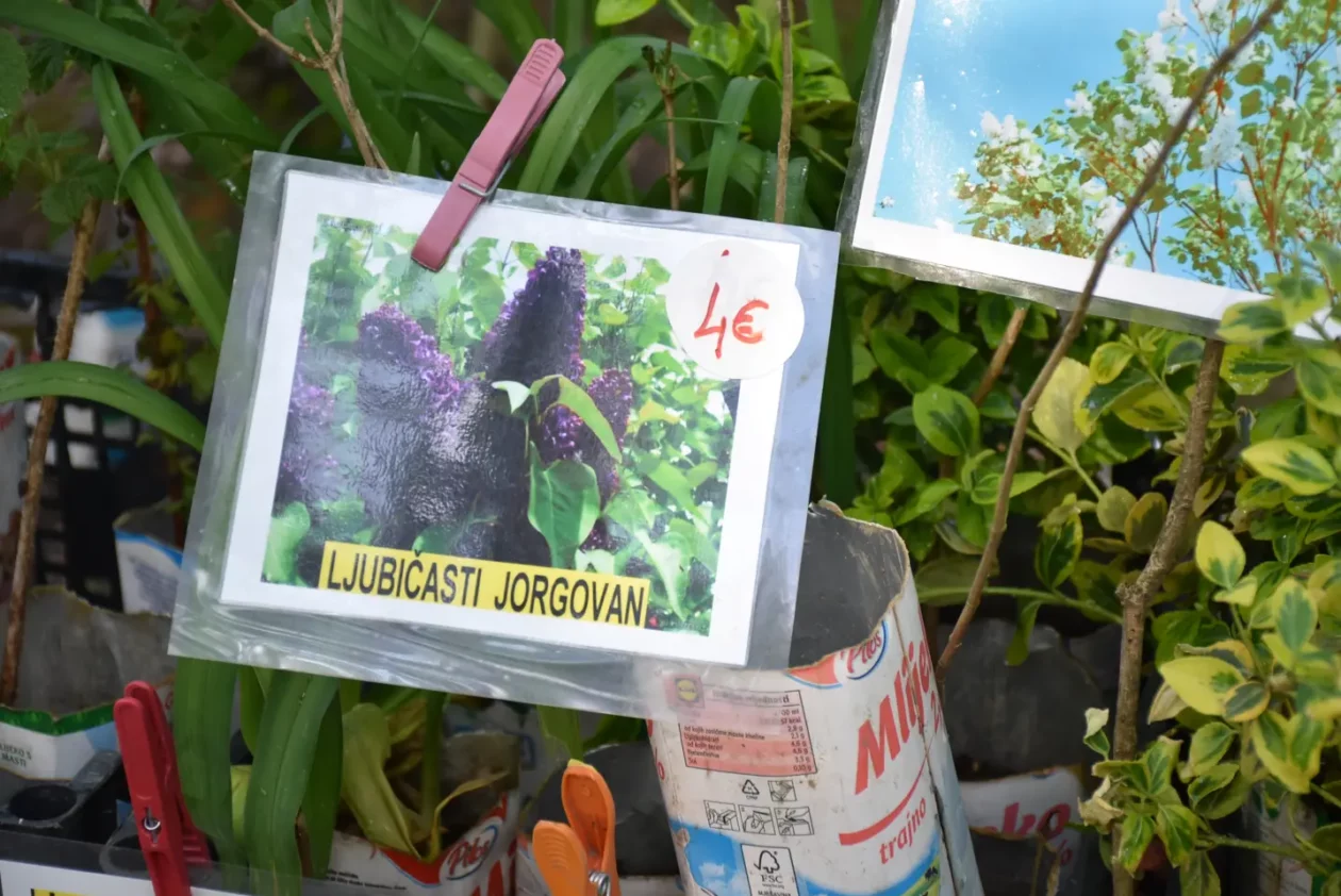 Sajam, 30.4.25., Čakovec (25) Sajam, 30.4.25., Čakovec (25)