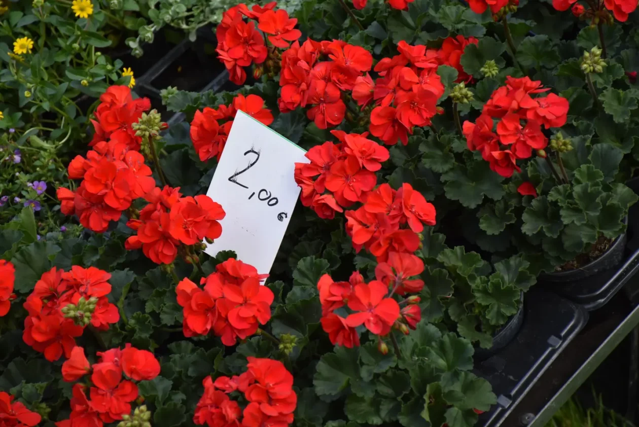 Sajam, 30.4.25., Čakovec (38) Sajam, 30.4.25., Čakovec (38)