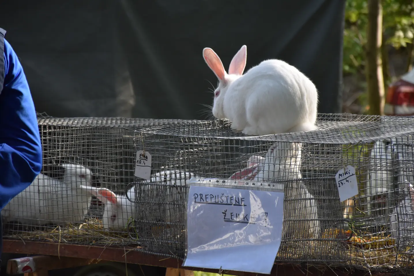 Sajam, 30.4.25., Čakovec (47)