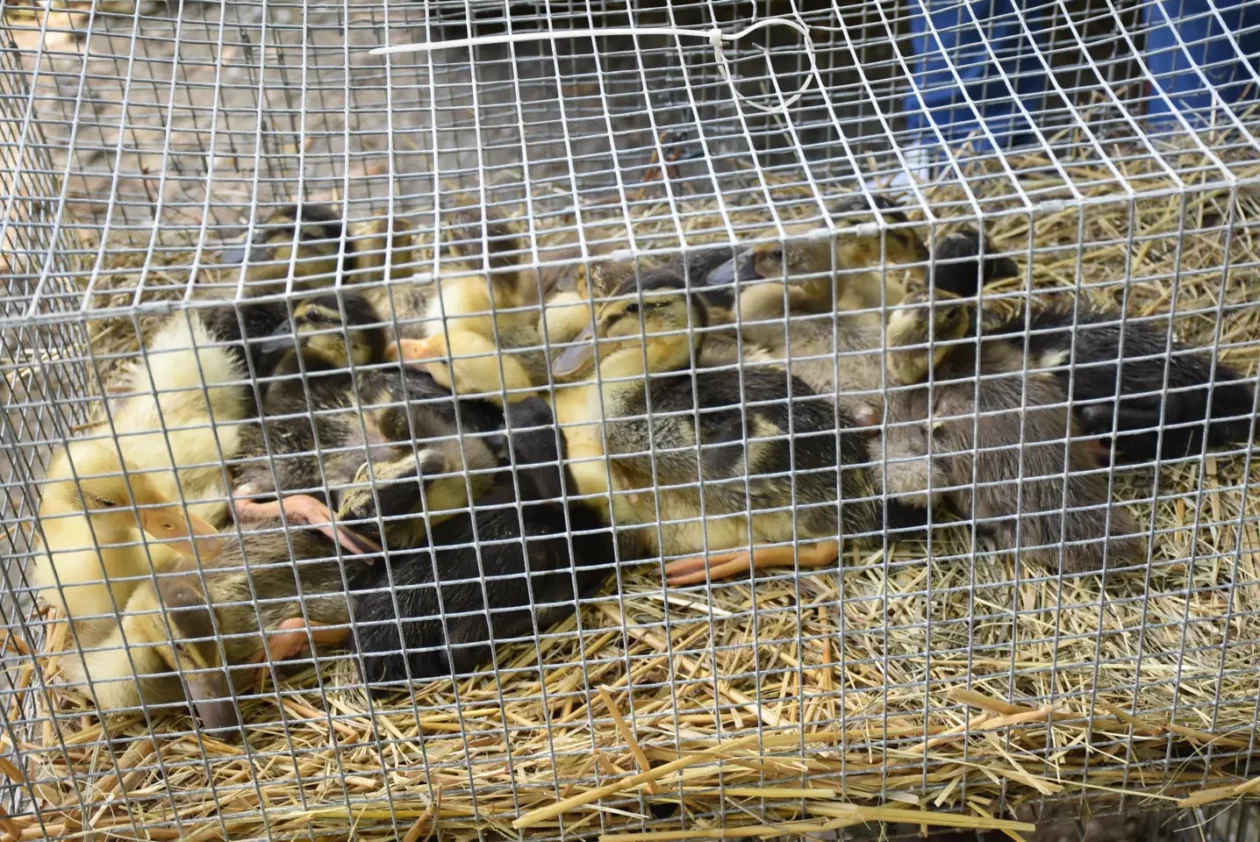 Sajam, 30.4.25., Čakovec (48) Sajam, 30.4.25., Čakovec (48)