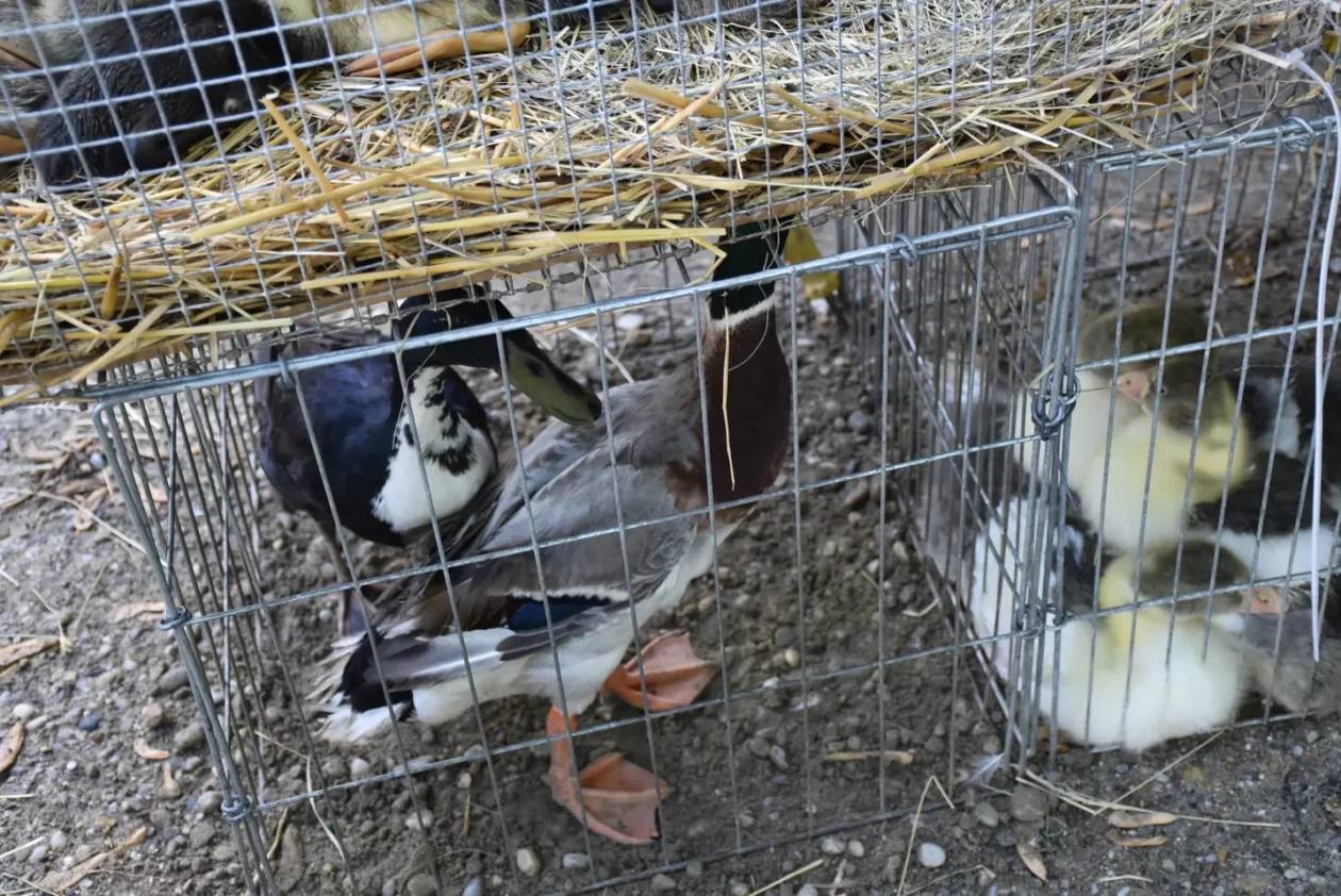 Sajam, 30.4.25., Čakovec (49) Sajam, 30.4.25., Čakovec (49)