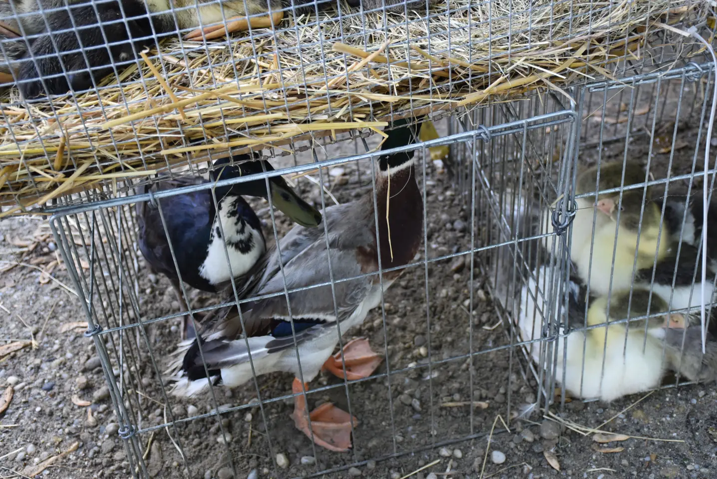 Sajam, 30.4.25., Čakovec (49)