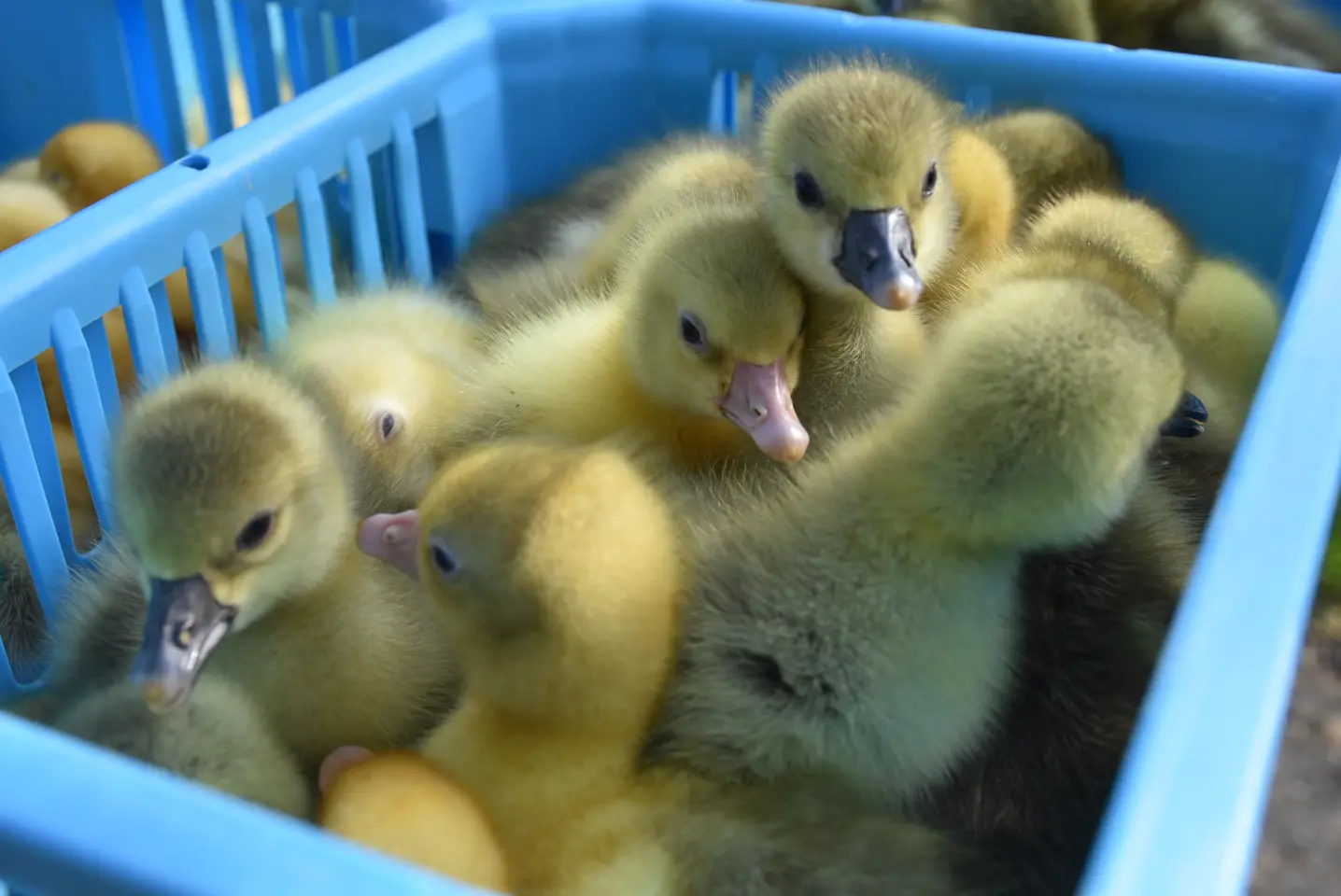 Sajam, 30.4.25., Čakovec (51)