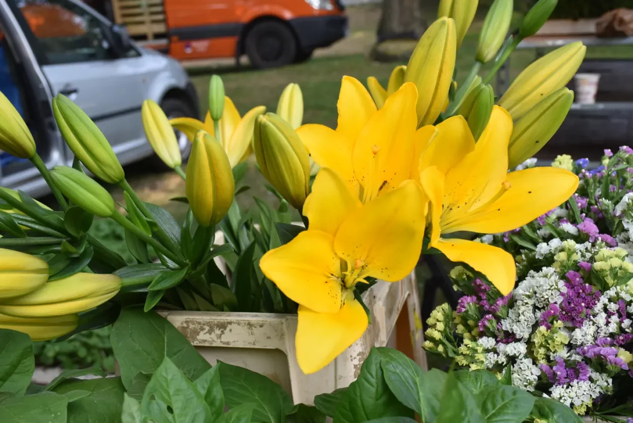 Sajam, Čakovec, 11.6.2025 (16)