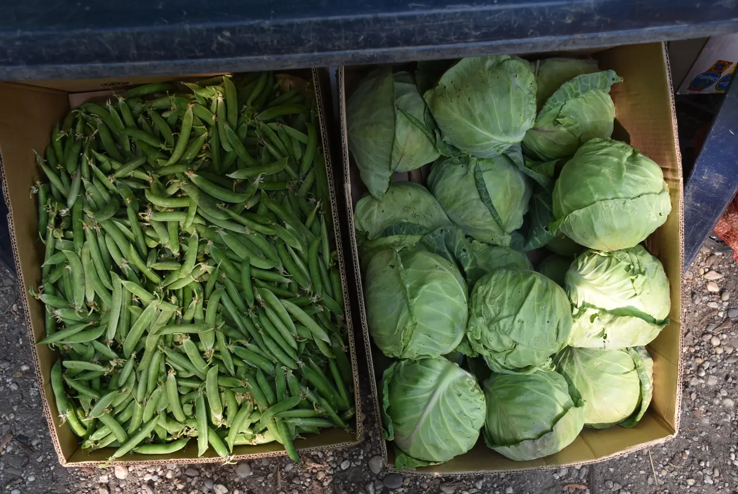 Sajam, Čakovec, 11.6.2025 (19) Sajam, Čakovec, 11.6.2025 (19)