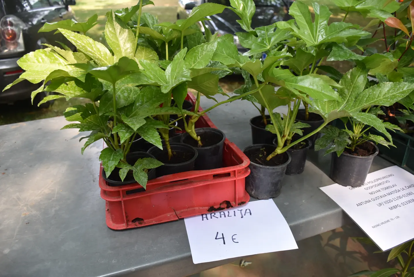 Sajam, Čakovec, 11.6.2025 (28) Sajam, Čakovec, 11.6.2025 (28)