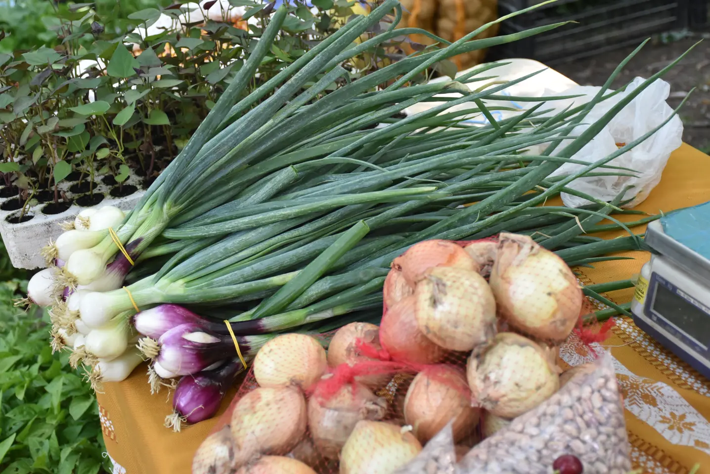 Sajam, Čakovec, 11.6.2025 (36)