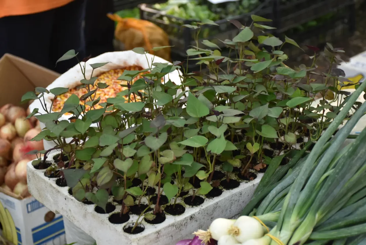 Sajam, Čakovec, 11.6.2025 (40) Sajam, Čakovec, 11.6.2025 (40)