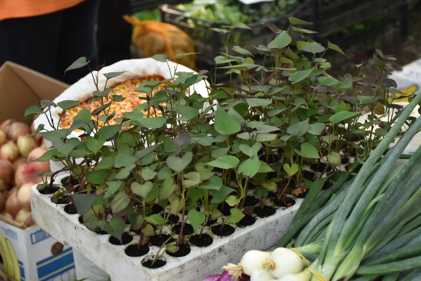 Sajam, Čakovec, 11.6.2025 (40)