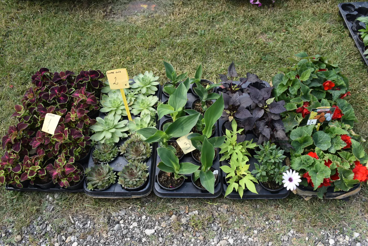 Sajam, Čakovec, 11.6.2025 (51) Sajam, Čakovec, 11.6.2025 (51)