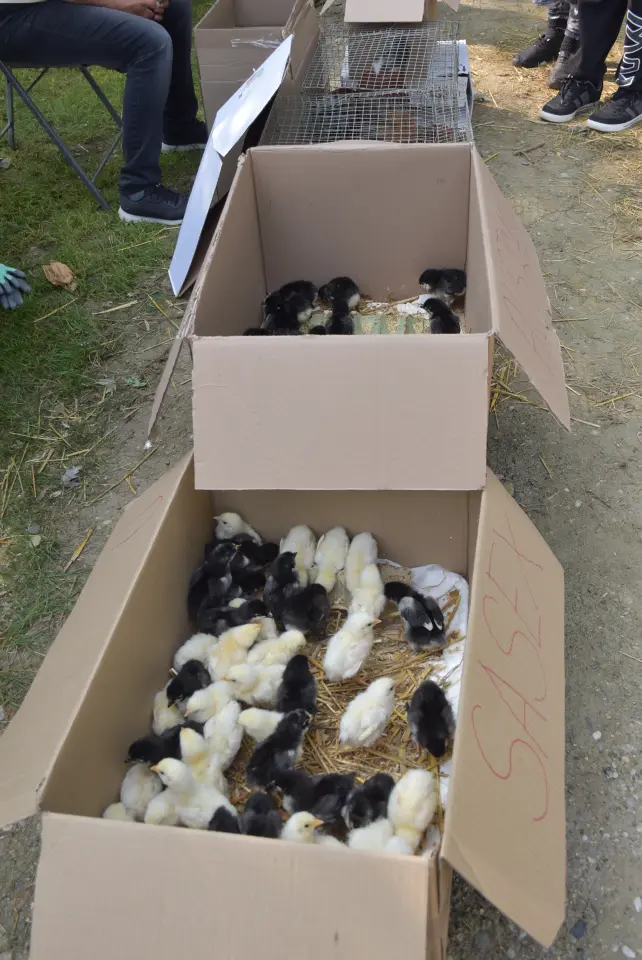 Sajam, Čakovec, 11.6.2025 (58) Sajam, Čakovec, 11.6.2025 (58)