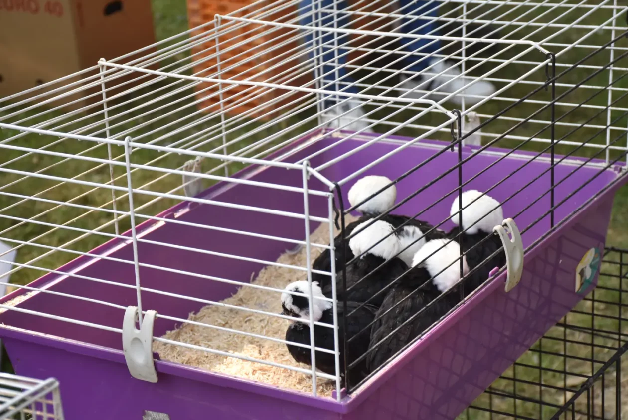 Sajam, Čakovec, 11.6.2025 (60)